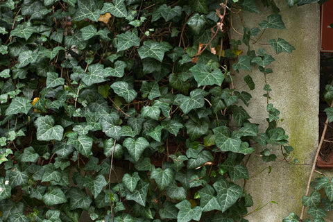 English ivy: Care, Types & Propagation