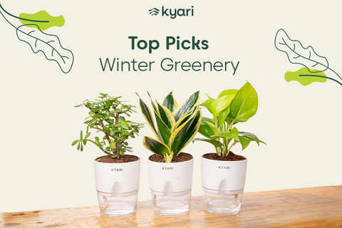 winter plants for your garden