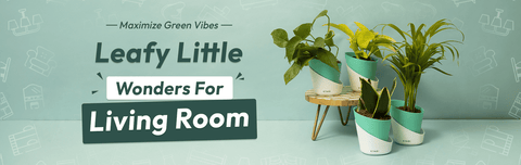 Living Room Plants | Kyari