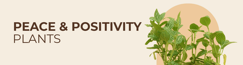 Positive Energy Plants