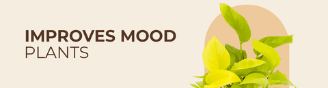 Mood Improving Indoor Plants