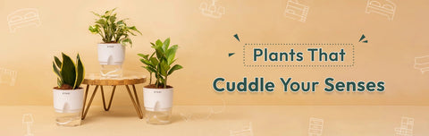 Bedroom Plants | Kyari