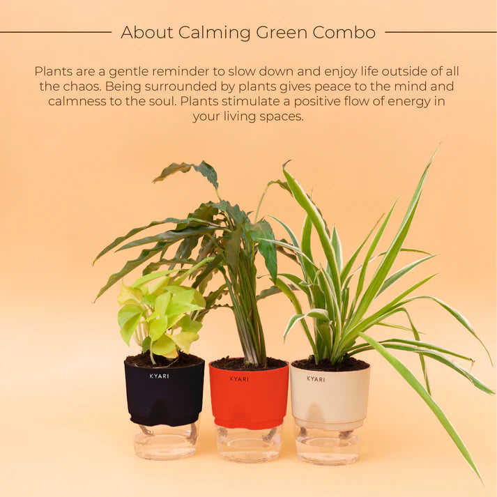 Easy-to-grow Plant Combo of Calathea Rufibara, Golden Money Plant & Spider Plant With Self-Watering Pot