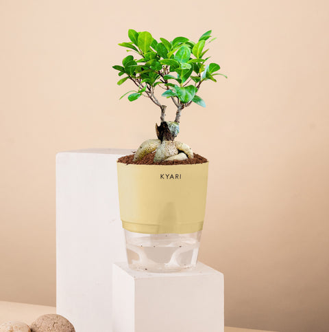 Lucky Bonsai Plant