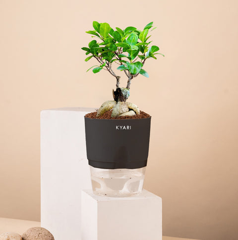 Lucky Bonsai Plant