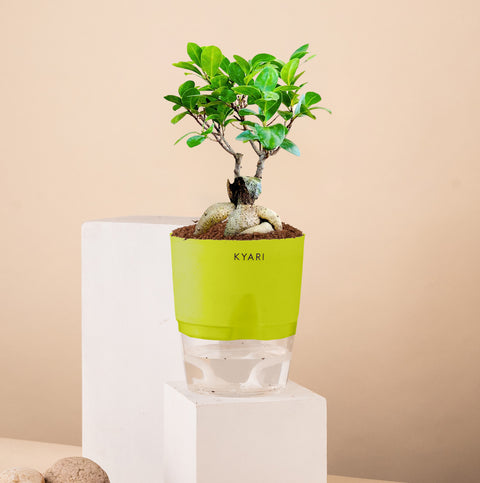 Lucky Bonsai Plant