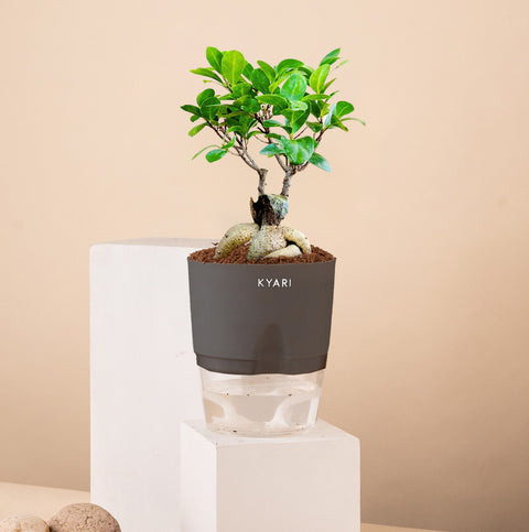 Lucky Bonsai Plant