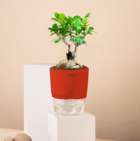 Lucky Bonsai Plant