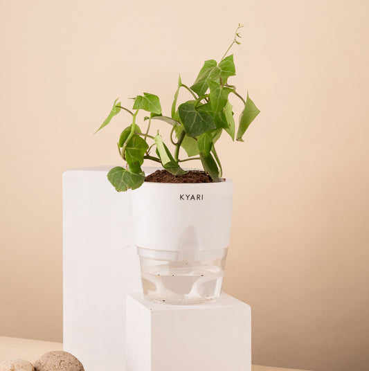 English Ivy Live Indoor Plant with Self Watering Pot