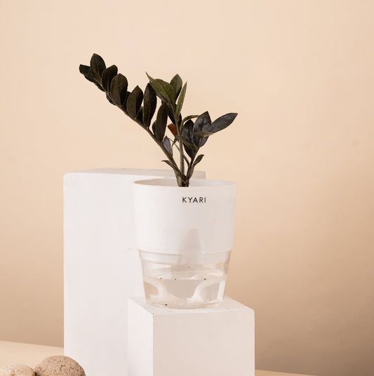 ZZ Black Live Indoor Plant with Self Watering Pot