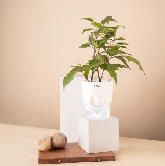 Black Ficus Live Indoor Plant with Self Watering Pot