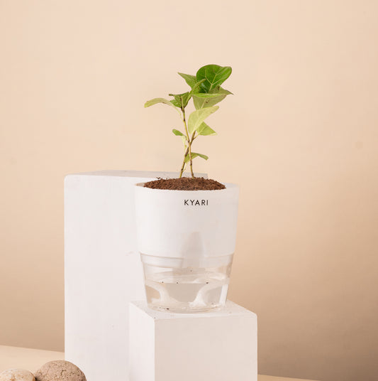 Ficus Island Live Indoor Plant with Self Watering Pot