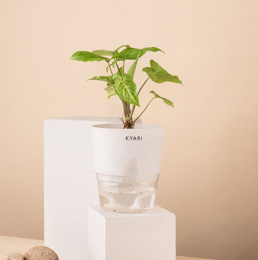 Line Syngonium (Arrowhead) Live Indoor Plant with Self Watering Pot