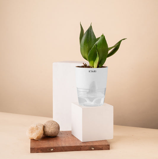 Black Jade Plant Live Indoor Plant with Self Watering Pot