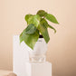 Philodendron Oxycardium Live Indoor Plant with Self Watering Pot