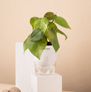 Philodendron Oxycardium Plant With Self Watering Pot