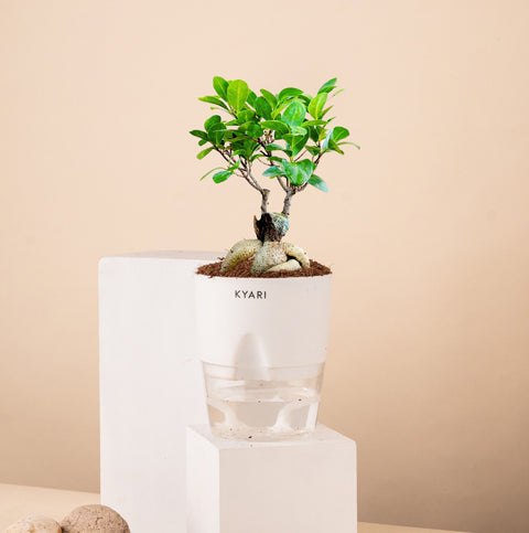 Bonsai Plant care guide