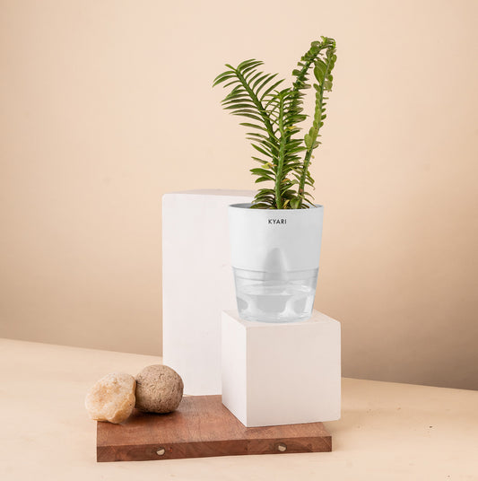 Pedilanthus Live Indoor Plant with Self Watering Pot