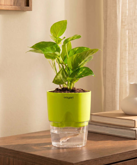 Money Variegated Plant With Self Watering Pot