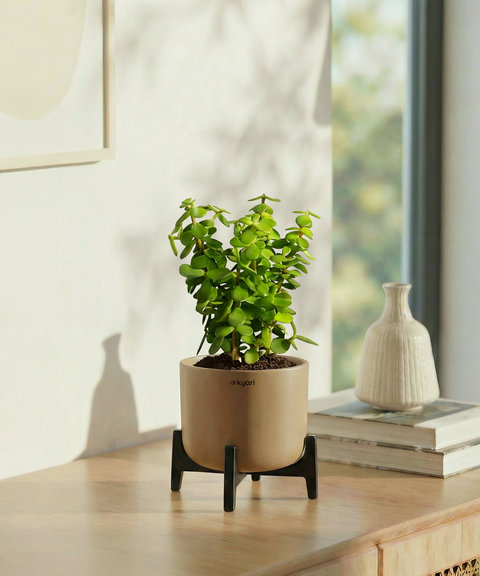 Jade Plant with Aira Pot