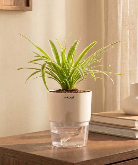 Spider Plant With Self Watering Pot