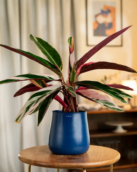 Calathea Triostar Plant with Medium Self Watering Pot