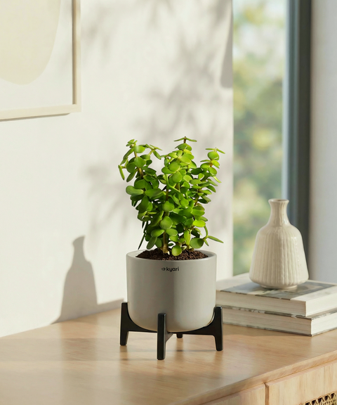 Jade Plant with Aira Pot