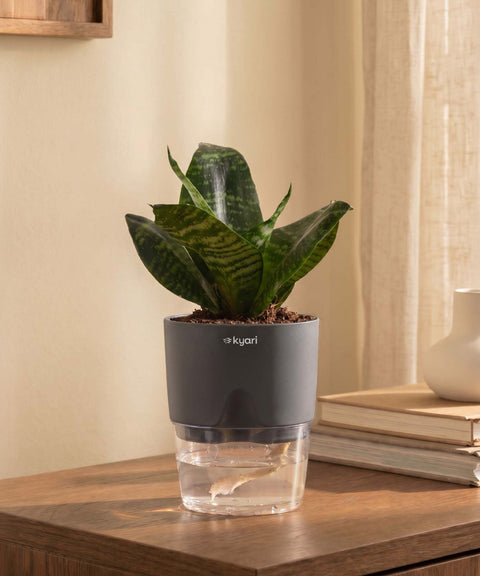 Green Snake Plant With Self Watering Pot