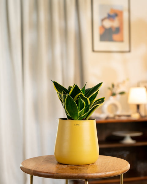 Golden Hahnii Snake Plant with Aura Planter - BYOB