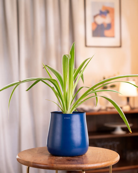 Spider Plant with Aura Planter