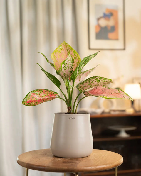 Aglaonema Pink Valentine Plant with Aura Planter