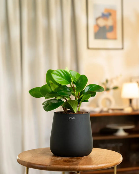 Peperomia Green Plant with Aura Planter - BYOB