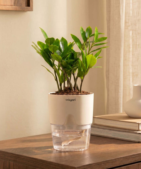 Zamia Green - ZZ Plant With Self Watering Pot