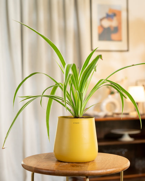 Spider Plant with Aura Planter