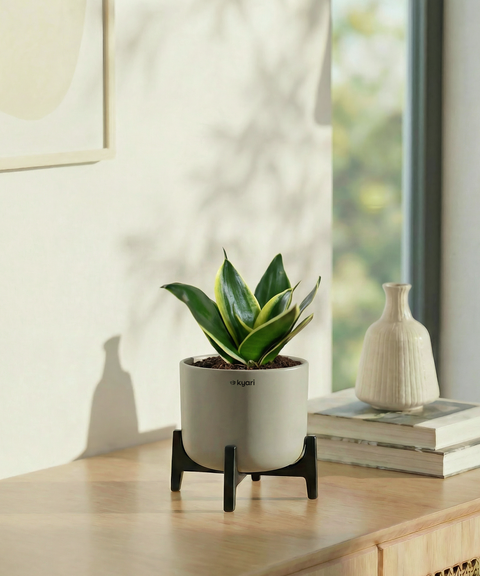 Golden Snake Plant with Aira Pot
