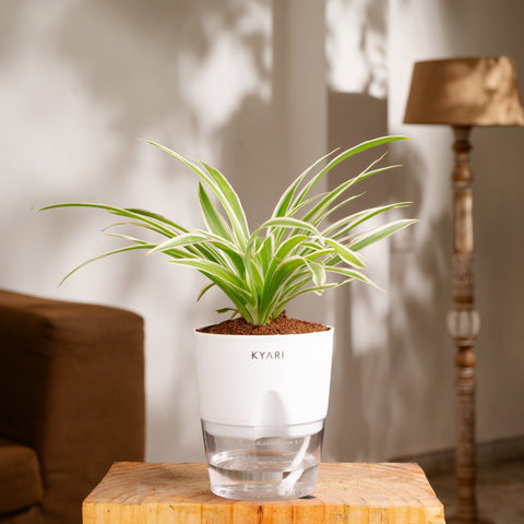 Spider Plant