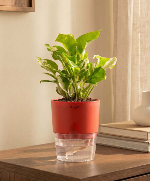 Money N'Joy Plant With Self Watering Pot