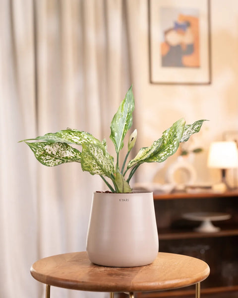 Aglaonema Snow White Plant with Aura Planter