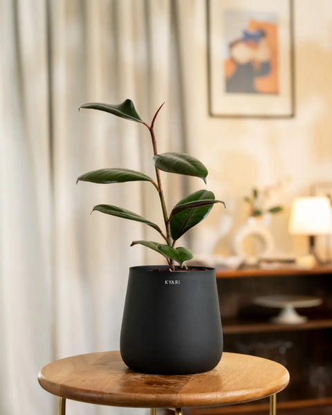 Black Rubber Plant with Aura Planter - BYOB