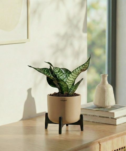 Green Snake Plant with Aira Pot