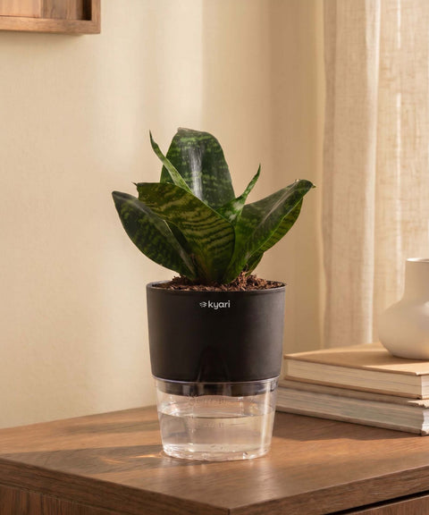 Green Snake Plant With Self Watering Pot