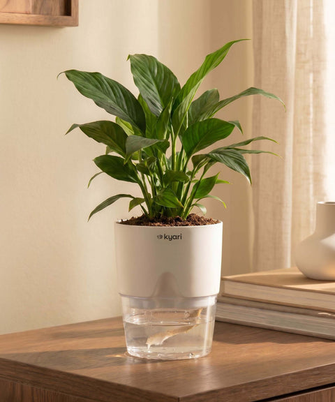 Peace Lily Plant With Self Watering Pot