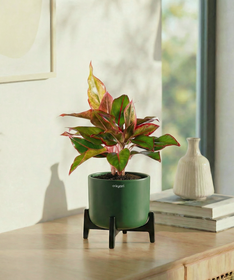 Aglaonema Lipstick Plant with Aira Pot