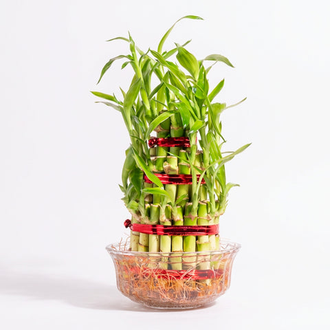 Lucky Bamboo Plant With Glass pot