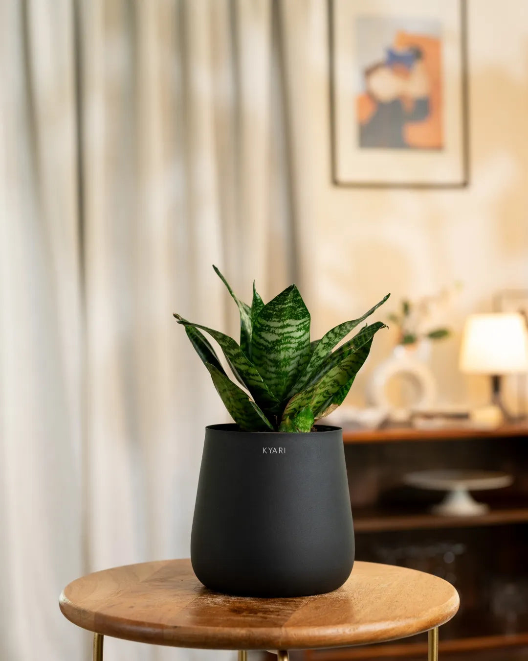 green snake plant in head pots Green Snake Plant with Medium Self Watering Pot – Kyari.co