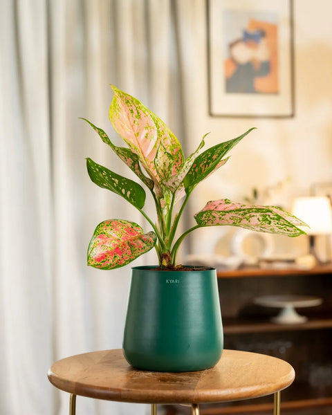 Aglaonema Pink Valentine Plant with Aura Planter