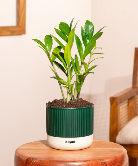 Zamia Green - ZZ Plant With Self Watering Pot