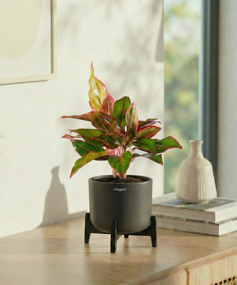 Aglaonema Lipstick Plant with Aira Pot
