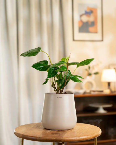 Betel Leaf Plant with Aura Planter - BYOB