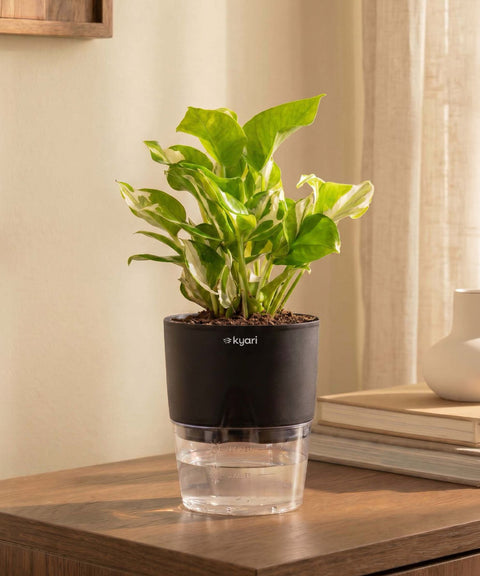 Money N'Joy Plant With Self Watering Pot